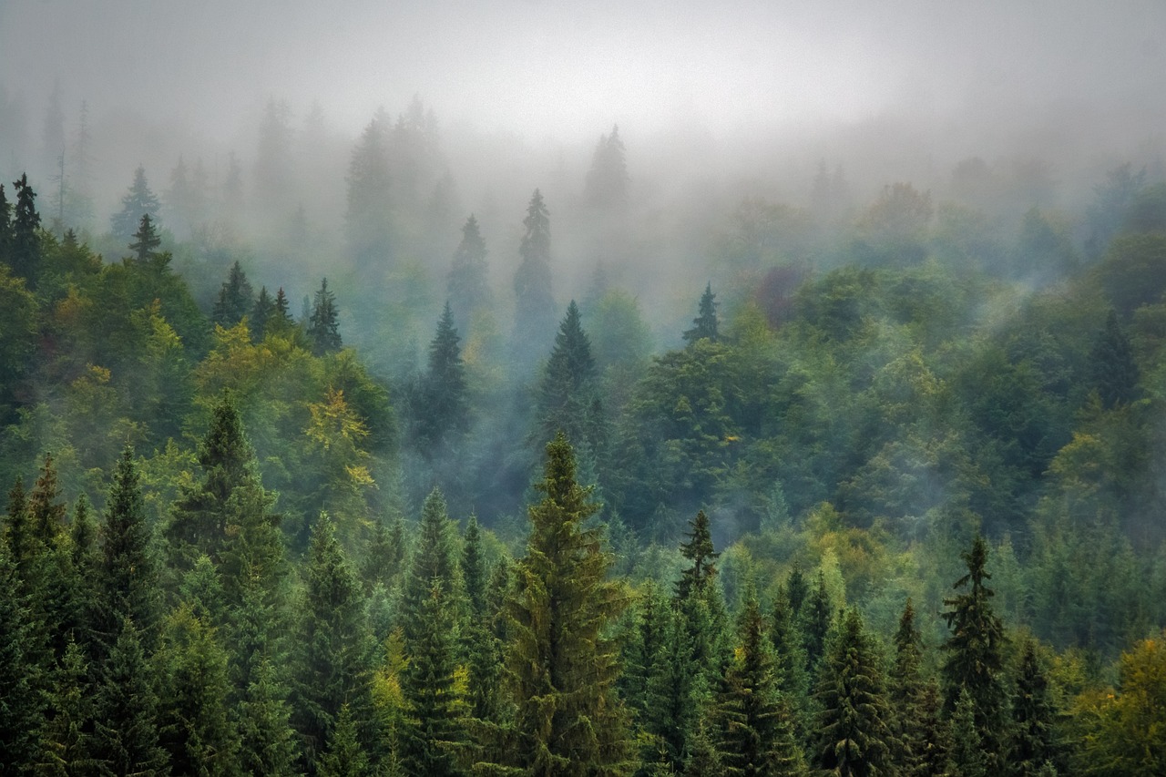 Sustainable Reforestation